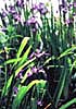 landscape photo of irises, Middlesex Fells, Massachusetts, New England, USA, United States, U.S., by Diane Rose Photographs
