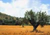landscape travel photo of olive tree in olive grove, Tuscany Italy by Diane Rose Photographs
