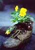 abstract still life image pansy boot planter picture taken in England and USA by Diane Rose Photographs