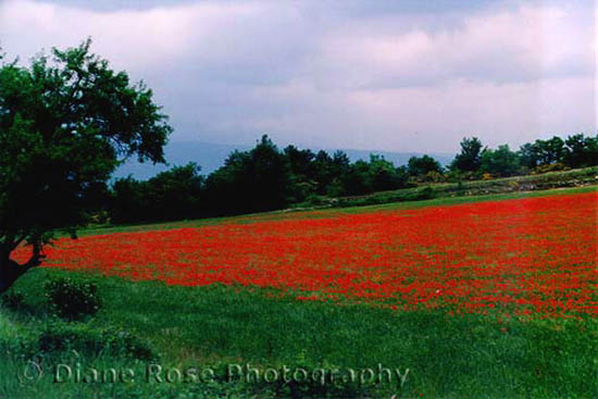 landscape travel image of poppy field, picture of French field, Provence, France, Europe by Diane Rose Photographs